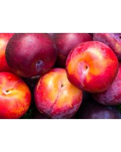 Organic Red Plums