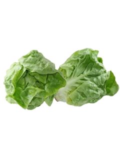 Boston Lettuce