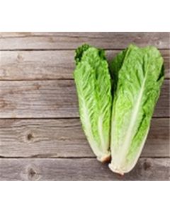 Lettuce Green Leaf