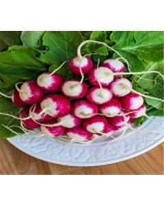 Bunched Radish