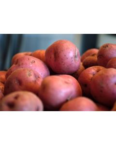 Red Creamer Potato