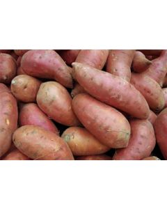 Sweet Potato