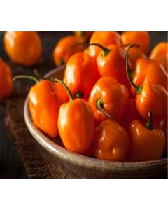Peppers Habanero
