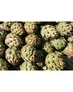 Artichokes Large