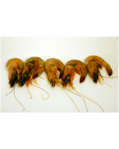 Shrimp Wild Head On White (Ecuador)
