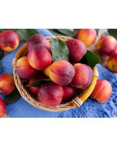 White Nectarines Small