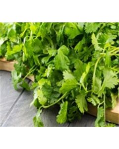 Cilantro Bunch