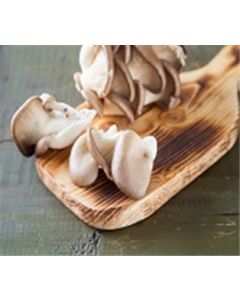 Mushroom Oyster