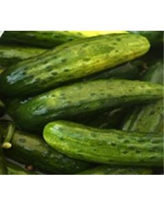 Half Sour Pickles (New) Ny Style