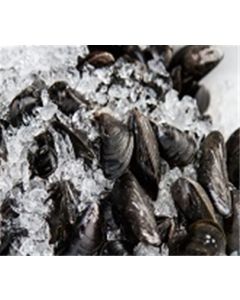 Wild Cape Cod Mussels