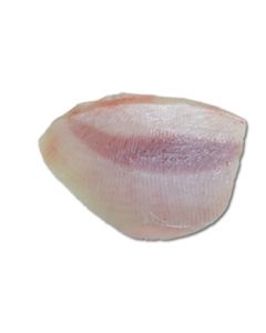 Skate Wing