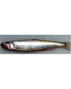 Fresh Sperlani (Smelts)