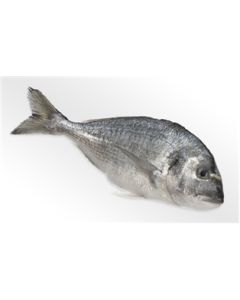 Dorade