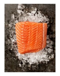 Wild troll King Salmon