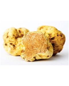 Fresh White Truffle
