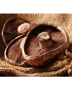 Portobello Mushrooms