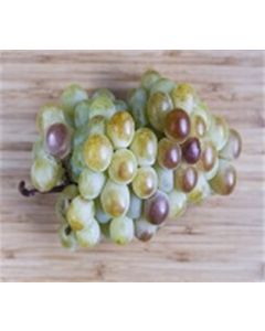 Italian Muscat Grapes