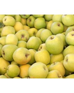 Apples Crispin
