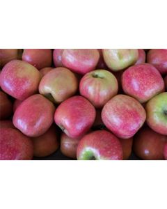 Lady Apples