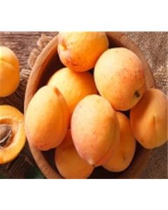 Apricots