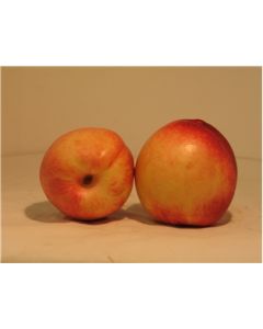 White Nectarine