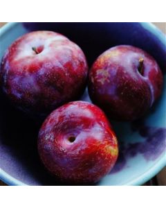 Plumcots