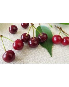Sour Cherries