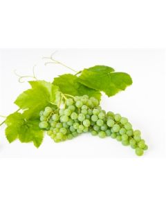 Champagne Grapes