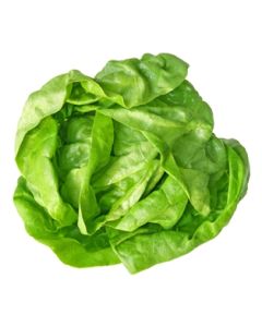 Hydro Boston Lettuce