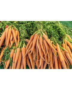 Carrots From California - Organic