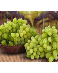 Thompson Baby Grapes (Seedless)