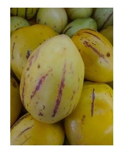Pepino Melon