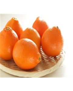 Minneola Tangelos