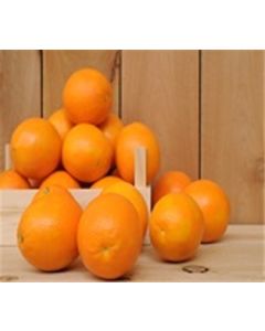 Heirloom Navel Oranges