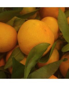 Mandarin with Stem