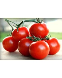 Campari Tomatoes (16oz.)
