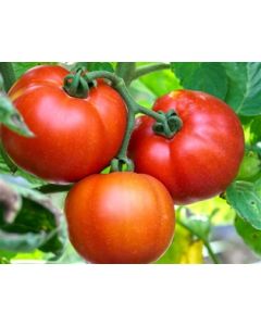 Kumato Beefsteak Tomatoes (32oz.)