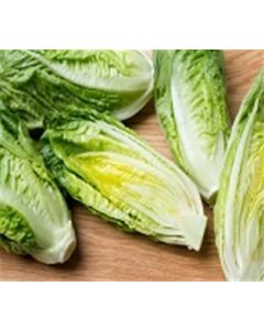 Organic Romaine Lettuce