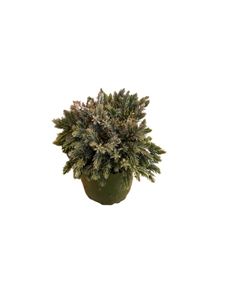 Medium House Plant 6''