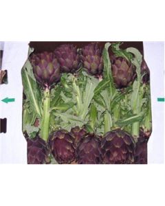 Long Stem Artichokes