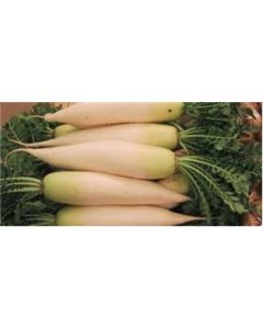 Organic Daikon Radish Bunch