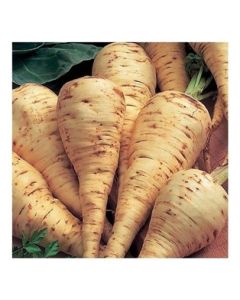 Parsnip