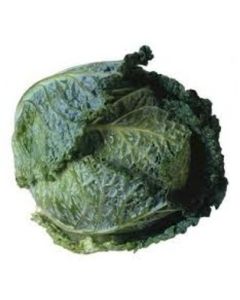 Savoy Cabbage