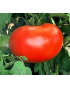 Whopper Beefsteak Tomatoes