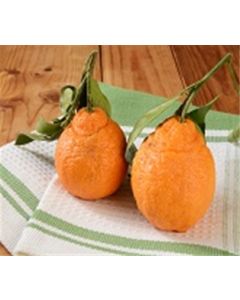 Sumo Mandarins
