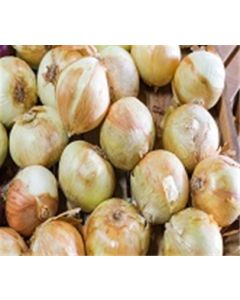 Vidalia Onions