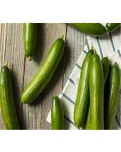 Organic Persian Cucumbers (16 oz.)