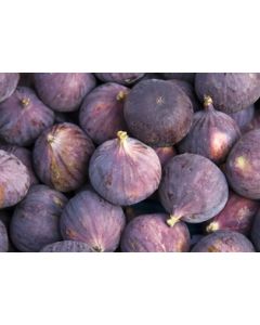 Organic Fresh Black Mission Figs (8oz)