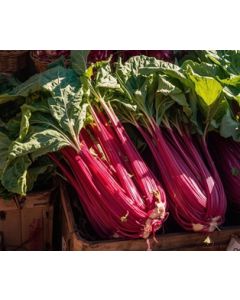 Chicory