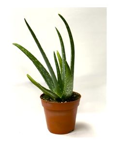 Aloe Plant